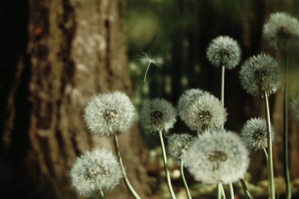 Little Dandelion